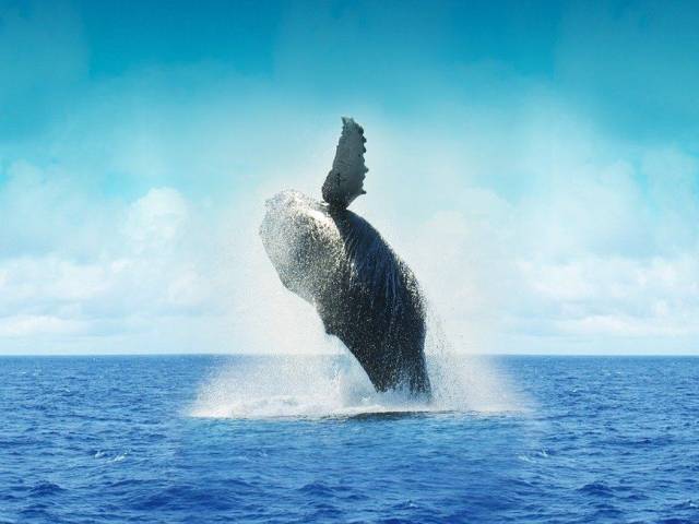 Tiburón Ballena Whale